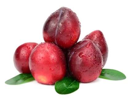 نهال آلوچه قرمز